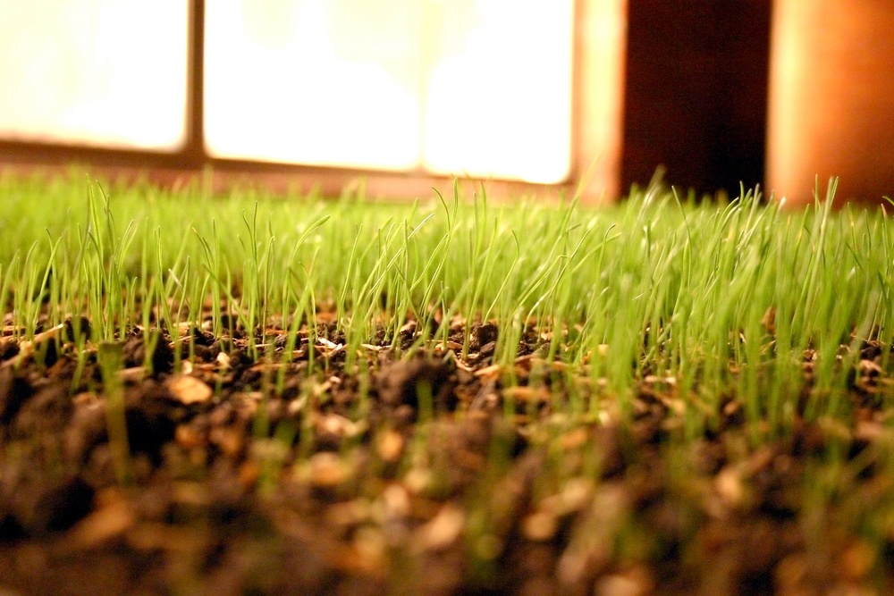 How to Water Grass Seed After Aeration and Overseeding
